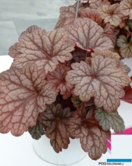 Heuchera 'Kira Arizona' _m_fot. A-Cecot