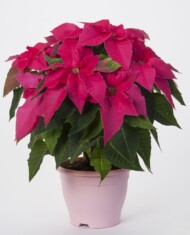Euphorbia-Princettia-Queen-Pink_fot. SuntoryFlowers