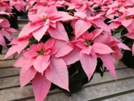 Euphorbia-Princettia-Queen-ShellPink_fot. SuntoryFlowers