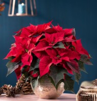 Euphorbia pulcherrima Joy Red_fot. Florensis