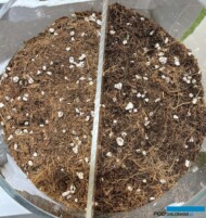 Podłoże kokosowe Elite P z firmy Ceres International Sp. z o.o_Gardenia 2024_fot. A-Cecot