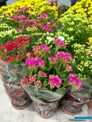 kalanchoe-odmiany z grupy Kaleida®_gospodarstwo Baydemir_Landscape Istanbul Fair 2024_m_fot. A-Cecot