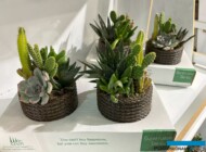 Kompozycje z sukulentów_stoisko przedsiębiorstwa Eren_Landscape Istanbul Fair 2024_m_fot. A-Cecot