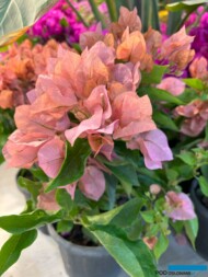 Bugenvilla - nowa odmiana wyselekcjonowana w firmie Seraflora_Landscape Istanbul Fair 2024_m_fot. A-Cecot