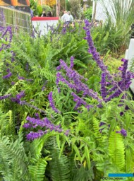 Salvia leucantha_stoisko Firmy Doğa _Landscape Istanbul Fair 2024_m_fot. A-Cecot