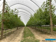 Produkcja porzeczek deserowych w tunelu