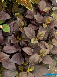 Alternanthera_PurplePrince_PanAmericanSeed_FlowerTrials_fot. A. Cecot