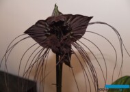 Tacca chantrieri_TradeFairAalsmeer_fot. A. Cecot