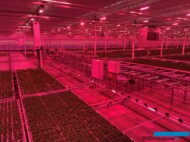 Widok z góry na na stoły przesuwne z produkcją ziół (fot. DŁB)