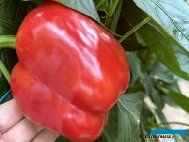 Jakość papryki odmiany Muriel z produkcji w tunelach