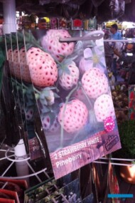 Sadzonki frigo białej truskawki Pineberry