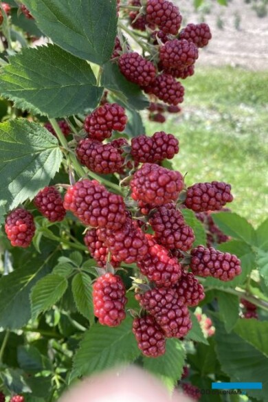 Zawiązanie owoców jeżyny przy prawidłowej agrotechnice