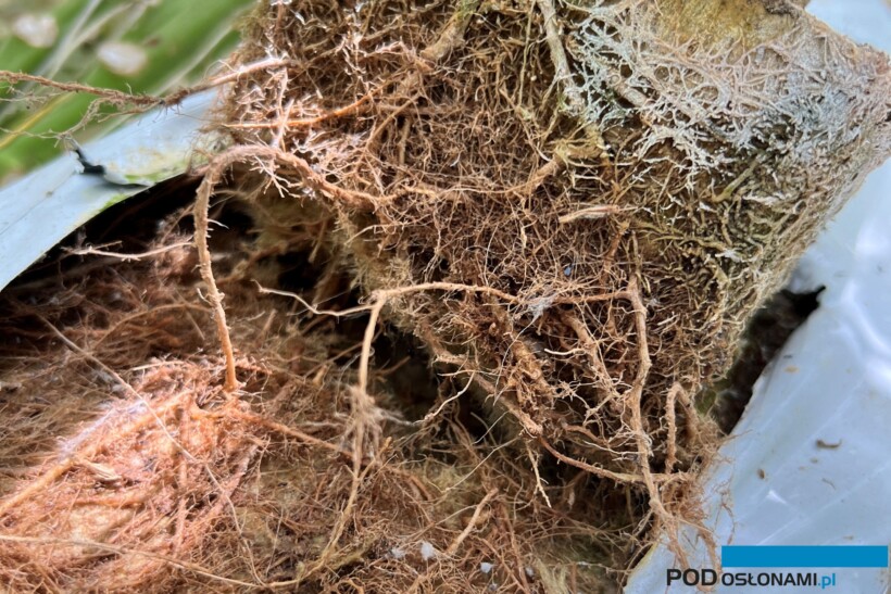 Korzenie ogórka porażonego przez Fusarium (fot. PS)