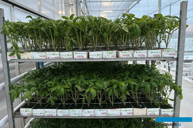 Tzw. półprodukt - młoda, szczepiona, dwupędowa rozsada (fot. Rozsadnik)