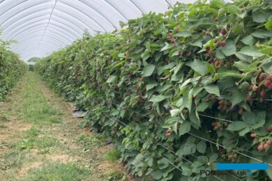 Jeżyny w tunelu wymagają rusztowania