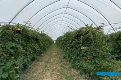 Uprawa jeżyn deserowych w tunelu