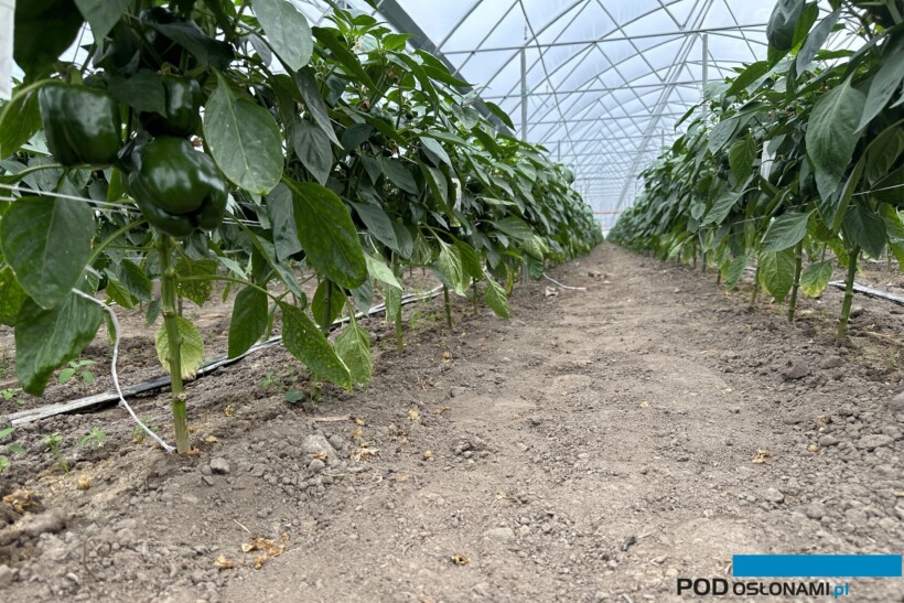 Uprawa papryki wymaga odpowiedniego przygotowania gleby, m.in. odkażania