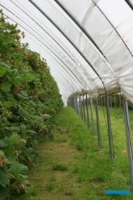 Wietrzenie tunelu z uprawą jeżyny