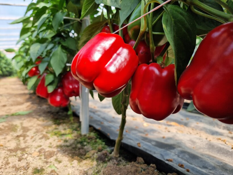 Papryka Bessta (fot. Syngenta)