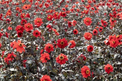 Dahlia Black Forest Ruby_fot. Fleuroselect