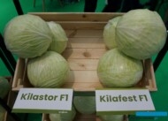 Odmiany kapusty na stoisku Syngenty - kiłoodporne Kilastor i Kilafest (fot. AW)