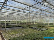 Gernée_ozdobne trawy i byliny w P9_04-2024_fot. A-Cecot