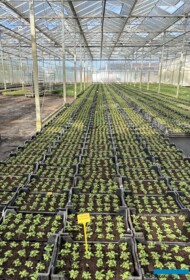 Verbena bonariensis_w P9_Gernée_04-2024_fot. A-Cecot