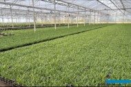 Siergrassenkwekerij Gernée to belgijskie gospodarstwo, które dzięki szklarniom zintensyfikowało produkcję traw i innych bylin (fot. A. Cecot)