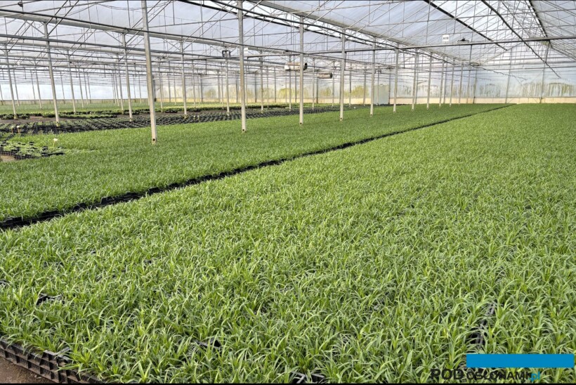 Siergrassenkwekerij Gernée to belgijskie gospodarstwo, które dzięki szklarniom zintensyfikowało produkcję traw i innych bylin (fot. A. Cecot)