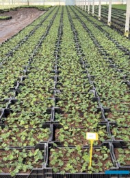 Geranium ROZANNE_w P9_Gernée_04-2024_fot. A-Cecot