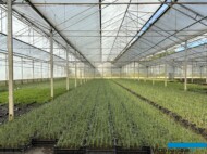 Ammophila arenaria_w P9_Gernée_04-2024_fot. A-Cecot