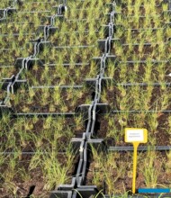 Gernée_Ozdobne trawy i byliny_Eriophorum angustifolium - wełnianka wąskolistna_04-2024_fot. A-Cecot