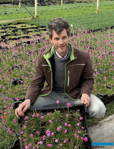 Gert Gernée i zawciąg nadmorski (Armeria maritima) 'Splendens_04-2024_fot. A-Cecot