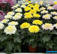 Chryzantemy - odmiany z grupy / serii Rosela: Rosela White, Rosela Yellow, Rosela Pink _fot. A-Cecot