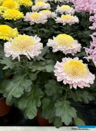 Chryzantema_Rosela Pink_fot. A-Cecot