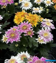 Chryzantemy - Mix odmian z grupy Mona - w jednej doniczce_fot. A. Cecot