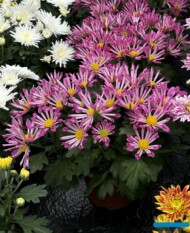 Chryzantema_Chrydance_SpoonyPurple_m_fot. A-Cecot