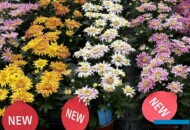 Chryzantemy - odmiany z gr. Mona: Red Yellow (z lewej), White Pink (w środku), Purple White (z prawej)_fot. A-Cecot