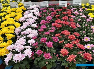 Fragment pokazu chryzantem podczas FlowerTrials 2024 w firmie Selecta One (fot. A. Cecot)