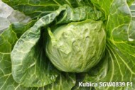 Kapusta Kubica (fot. Syngenta)