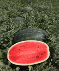 Arbuz Mirsini (fot. Syngenta)