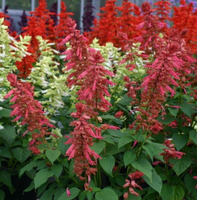 Salvia splendens Estella Coral (na 1. planie) i siostrzane odmiany z serii Estella; fot. Feluroselect