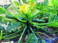 Cukinia Zefiros (fot. Syngenta)