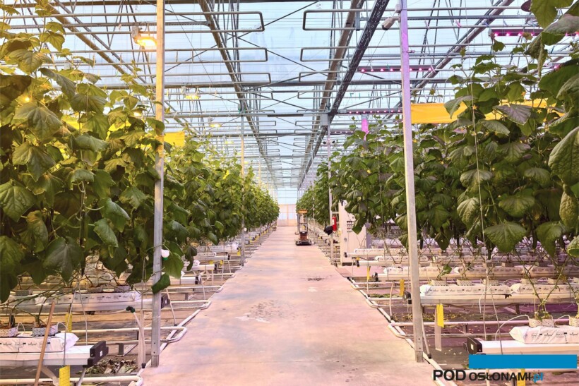 Uprawa ogórków w matach uprawowych Begrow (fot. Begrow)