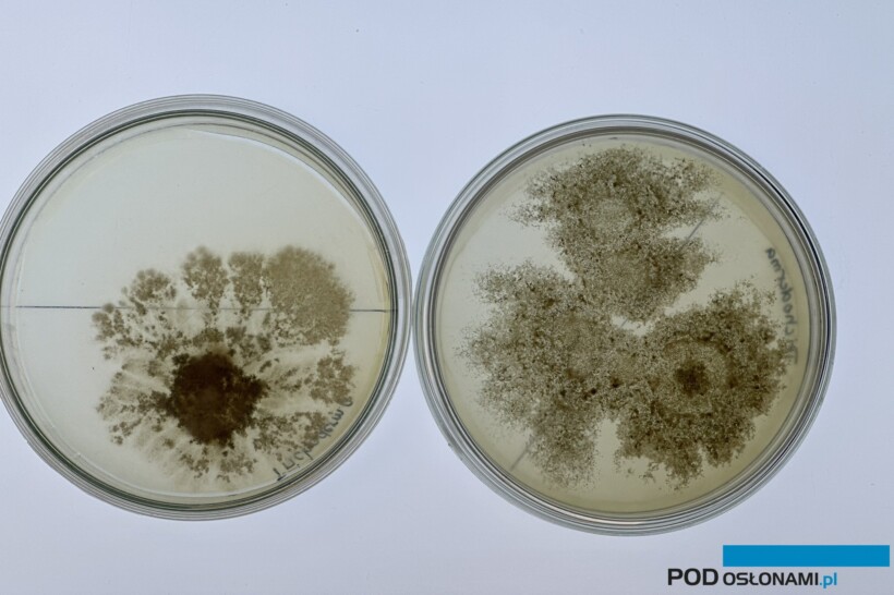Trichoderma wchodzi w skład wielu nawozowych produktów mikrobiologicznych (for. DŁB)