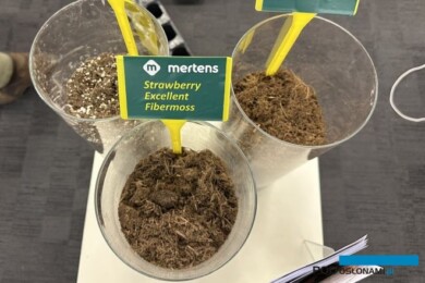 Podłoża Mertens dla truskawki