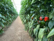 Produkcja papryki w systemie z ochroną bioracjonalną