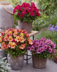 Alstroemeria - odmiany "mini", z grupy Incalys _fot Turcieflor