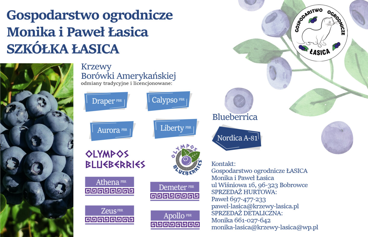 Borówki_artykuł_620x400-01 szkółka Łasica Paweł