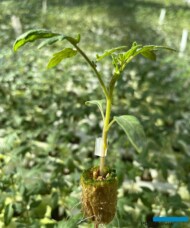 Szczepiona młoda roślina pomidora (fot. Rozsadnik)